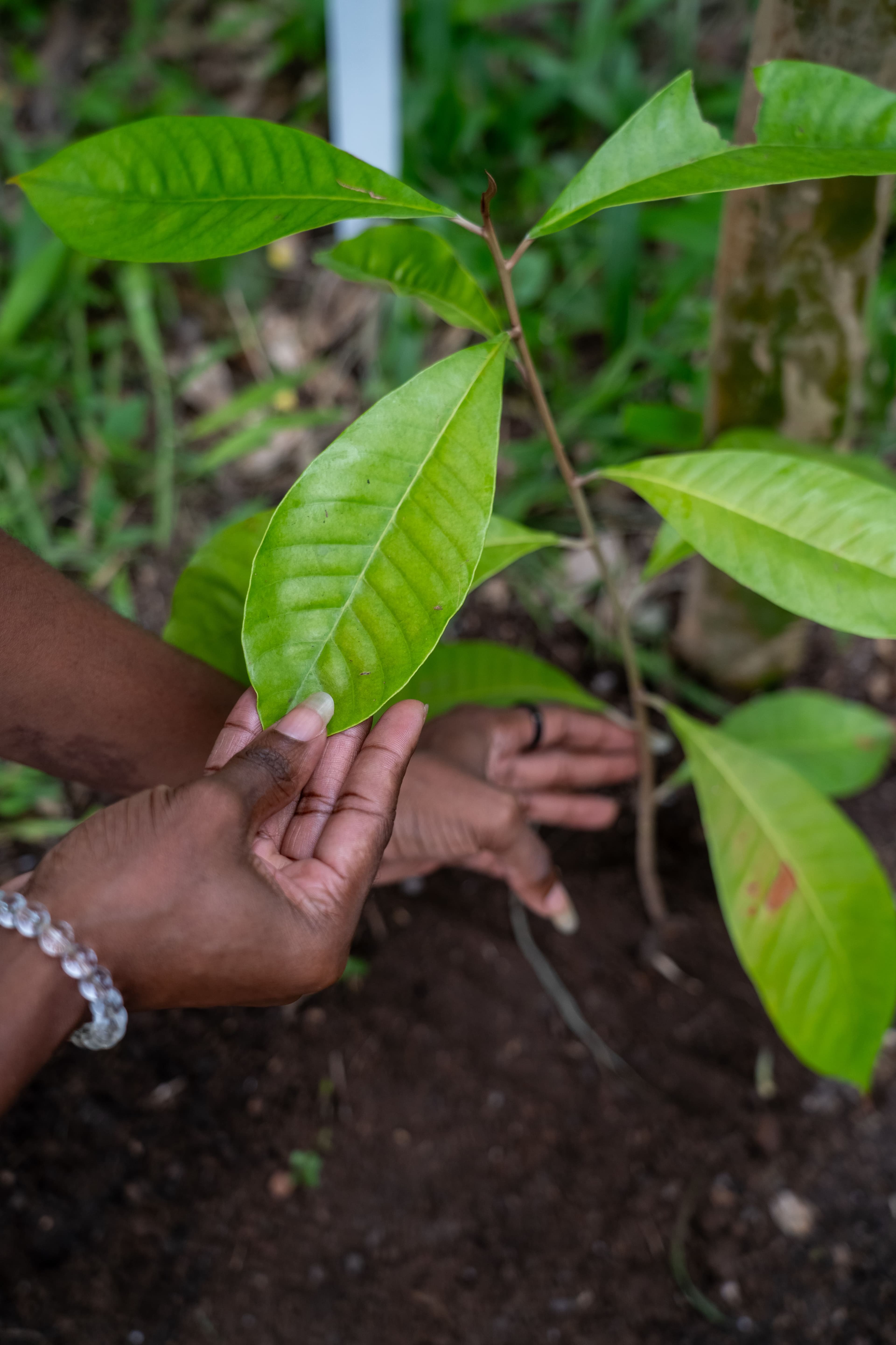 Featured image for Sustainable Tourism Meets Eco-Restoration: How Pathfinders Global and Tree Tag Are Revolutionizing Afforestation in Ghana